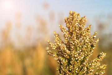 Close up Millet or Sorghum in field of feed for livestock