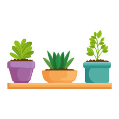 beautiful houseplants set in wooden shelf vector illustration design