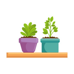 beautiful houseplants set in wooden shelf vector illustration design