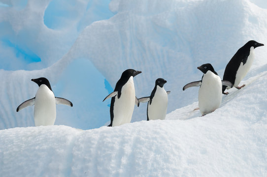 Adelie penguins, Antarctica.