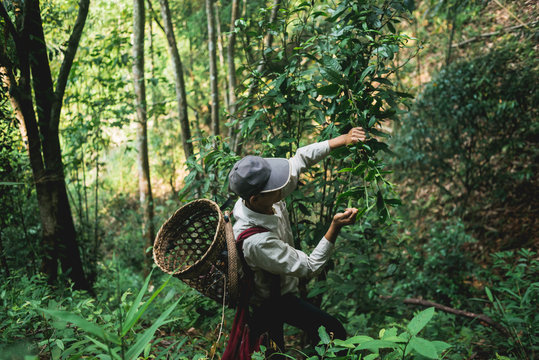 Harvest tea leaves