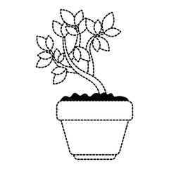 beautiful bonsai houseplant in pot vector illustration design