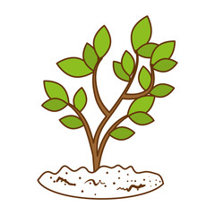 Obraz premium beautiful tree plant cultivated vector illustration design