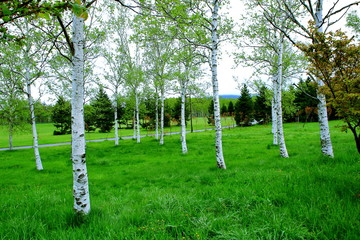 Park in Sapporo, scenery of spring birch forest
