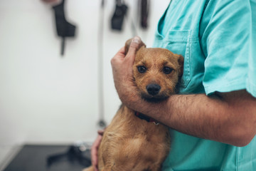 Veterinarian preparing a dog for a surgical procedure