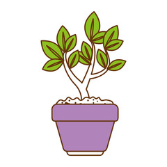 beautiful bonsai houseplant in pot vector illustration design