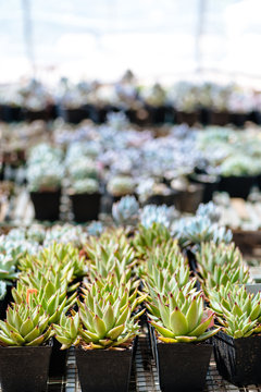 Succulent plants