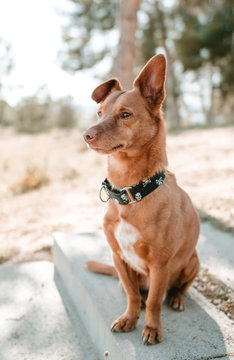 Portrait of dog in the park