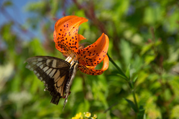 伊吹山　ユリの花と蝶