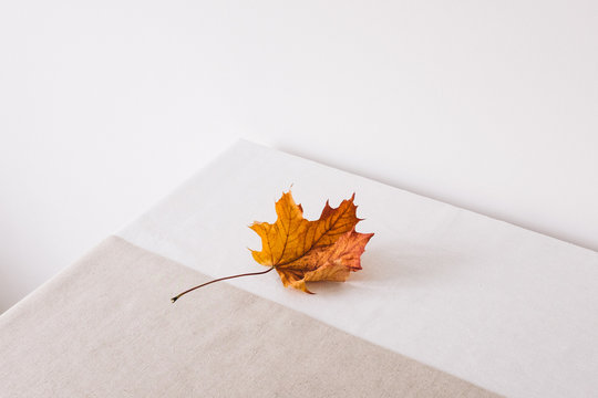 Single golden decaying maple leaf