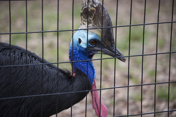 Double-Wattled Cassowary