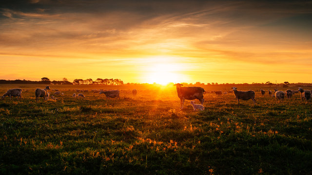 Sheep graze on a rural farm paddock during sunset