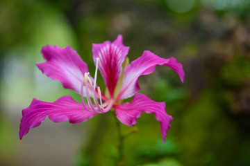 Purple bauhinia, variegated bauhinia; wild orchid flower on branch