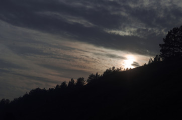 Sunset. silhouettes of trees