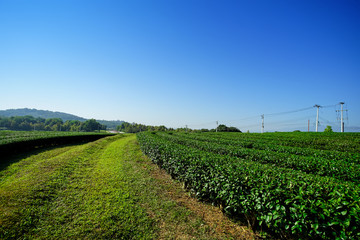Fototapeta na wymiar Landscape of tea plantation blue sky background