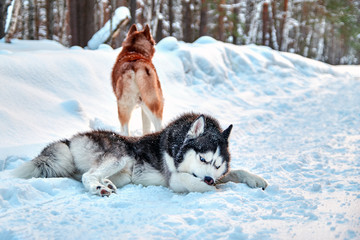Husky dog cleaning out the snow from paws. Siberian husky with blue eyes walks in suunny winter forest.