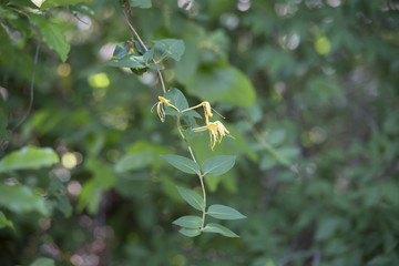 Honeysuckles