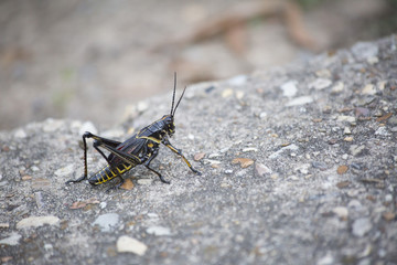 Grasshopper