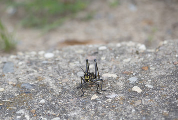 Grasshopper