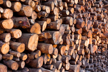 wood logs cut and the pile of wood preparation