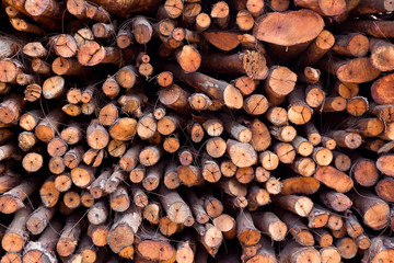 tree, Pile of wood logs ready for industry in a lumber staging and storage yard