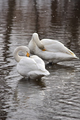 首を曲げた吹雪の川の白鳥