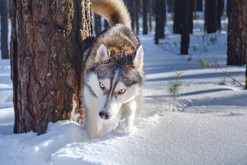 Siberian husky dog in the winter forest.