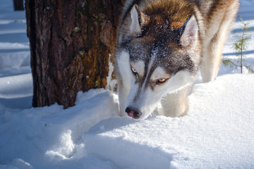 Fototapeta premium Siberian husky dog in the winter forest.