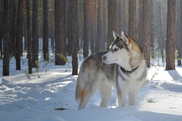 Siberian husky dog in the winter forest.