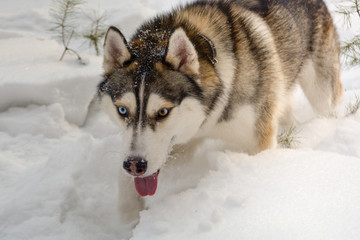 Siberian husky dog in the winter forest.