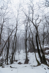 Fototapeta na wymiar Winter snow forest