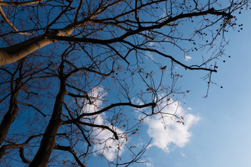 Silhouette of tree with blue sky in the background
