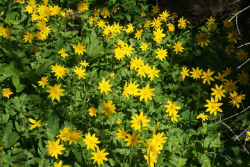 Heart Leaved Arnica - Arnica cordifolia 
