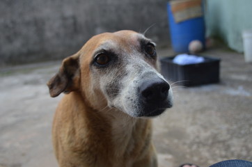 Female dog