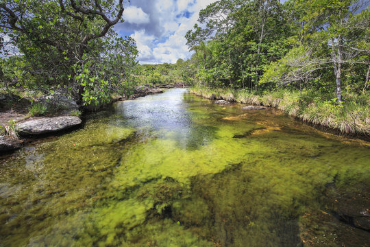 Cano Cristales (River of five colors), La Macarena, Meta, Colombia