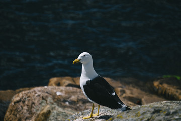 Seagull