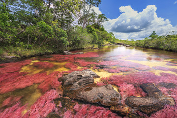Cano Cristales (rivière aux cinq couleurs), La Macarena, Meta, Colombie