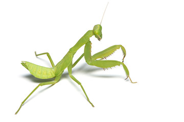 A praying mantis isolated on white background. Using macro lens and focus stacking technique.