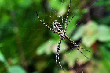 araña