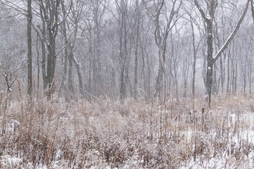 Winter has come. Snowfall in the forest