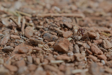 Fototapeta na wymiar hormiga