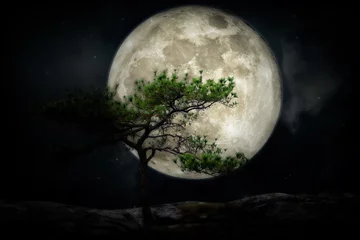 Fotobehang Volle maan en bomen volle maan boven op dennenboom