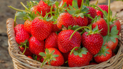 fresh strawberry in the basket