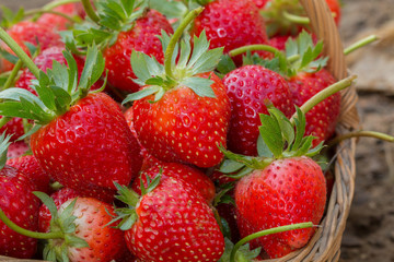 fresh strawberry in the basket