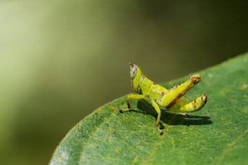 Image of baby green monkey grasshopper on green leaves. Insect Animal