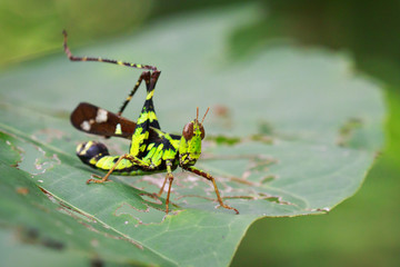 Image of Conjoined Spot Monkey-grasshopper (male), Erianthus serratus on green leaves. Insect Animal