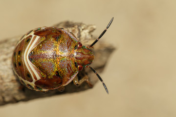Image of beetle ladybird (Hippodamia variegata) on dry branches. Insect.  Animal.