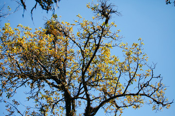 Tree with yellow leaves