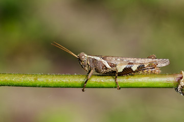 Image of White-banded Grasshopper(Stenocatantops splendens) on the green branch. Insect. Animal.
