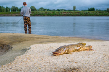 fisherman caught a pike. a man catches fish on the river. pike close up